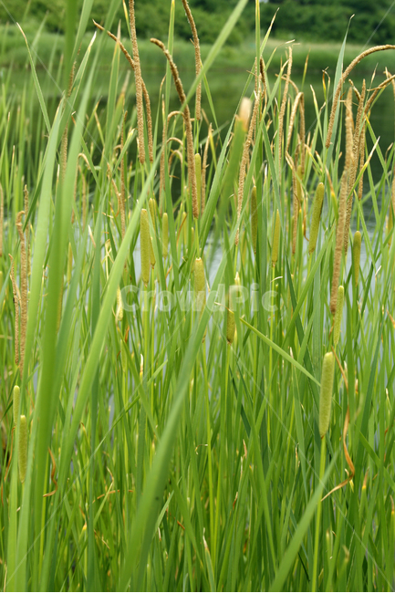 수생식물,plants,nature,공원,호수,식물,수크렁,식물,자연,plants,nature