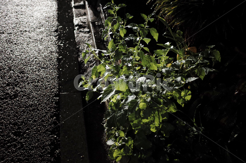 plant,식물,leaf,잎,droplet,작은물방울,비,rain,rainyday,비오는날,비내리는날,water,물,green,darkgreen