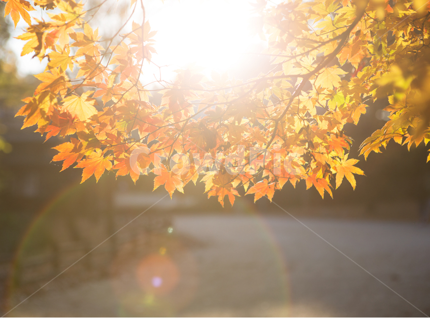 풍경,자연,단풍,가을,햇살,오후,서울숲,가을,계절,fall,autumn,season,식물,자연,plants,nature,감성,sensible,feeling,leaf,잎,plant,tree,나무