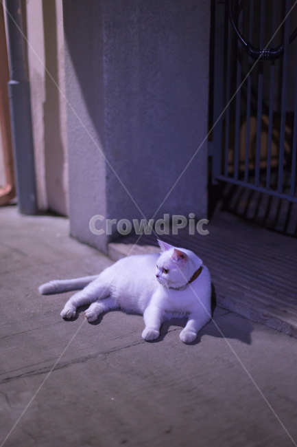 고양이,길고양이,동물,animal,cat,포유류,동물,animal,포유류,mammal,고양이,cat,kitten,kitty