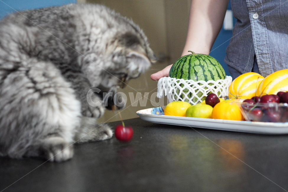 고양이,어린고양이,귀여운고양이,페르시안고양이,냥이,야옹이,반려묘,cat,cutecat