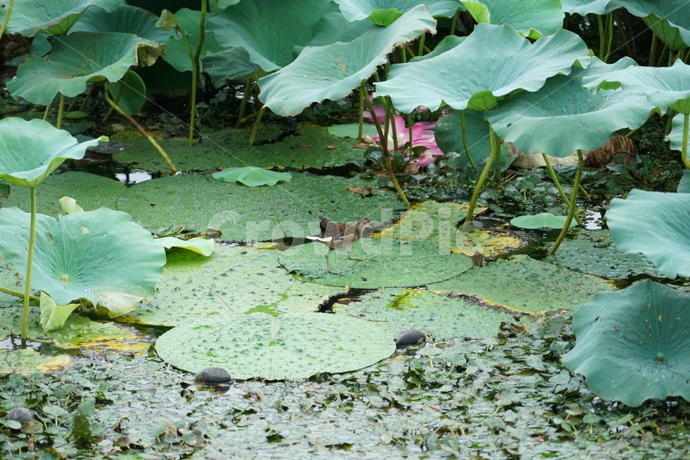 가시연,가시연잎,충매화폐쇄화,foxnut,gorgonplant,수생식물,수초,연,연잎,plant,blossom,식물,식물,자연,plants,nature