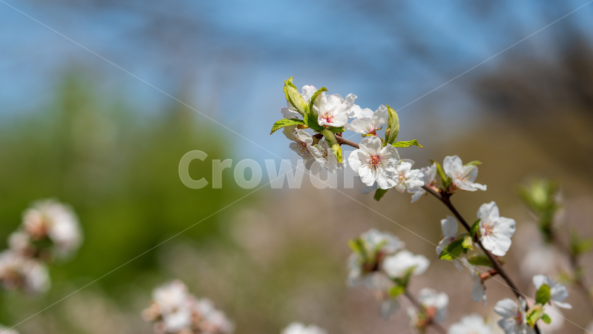 벚꽃,봄꽃,봄,자연,계절,season,spring,cherryblossoms,꽃축제,봄날,화려한,예쁜,핑크색,하얀색,파란색,파란하늘,flower,nature,garden,beautiful,공원,바탕,정원,봄하늘,나무,가로수