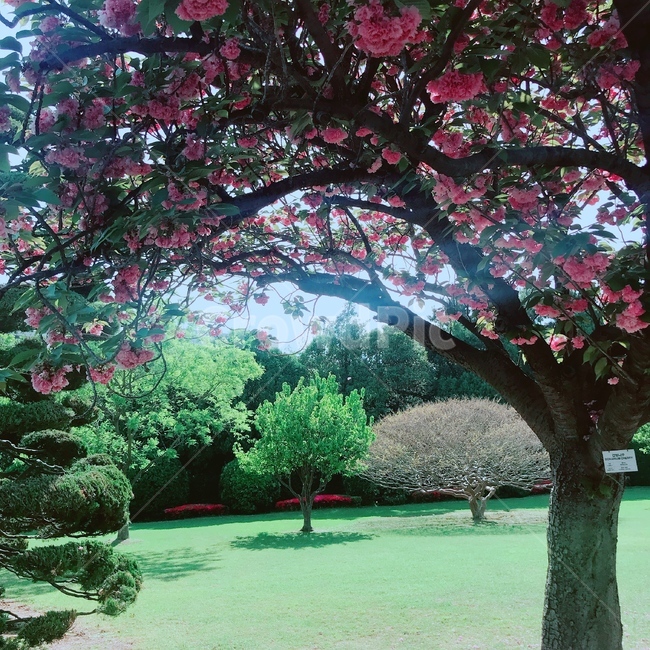 겹벚꽃,벚꽃,핑크,풍경,자연,나무,꽃,공원,봄,자연,풍경,nature,landscape,plant,식물,grass,잔디
