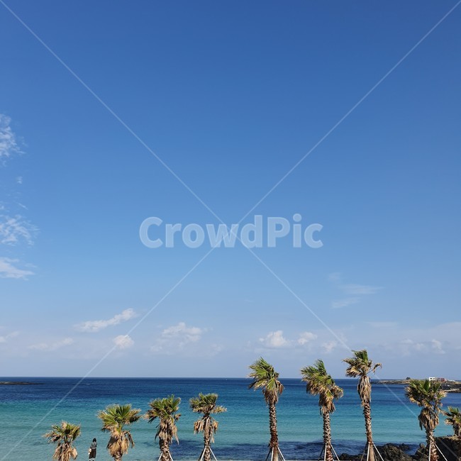 제주도,야자수,summer,여름,바다,우도,푸른바다,에메랄드,자연,풍경,nature,landscape