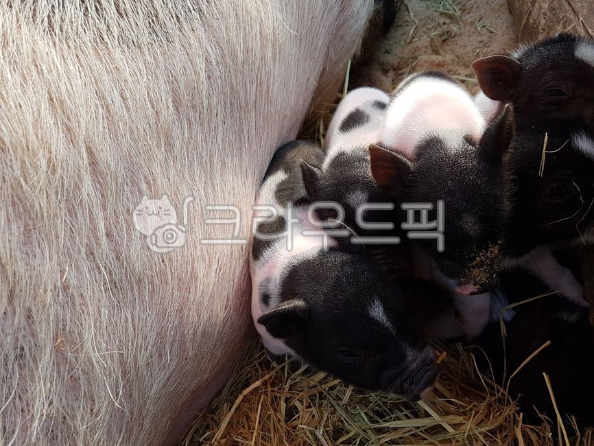 baby pig,animal,baby animals,Baby pig sleeping,pig