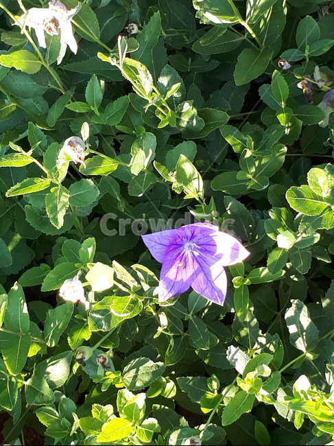 도라지꽃,보라,꽃,자연,flower,purple,plants,nature,식물,자연,plants,nature,꽃,flower