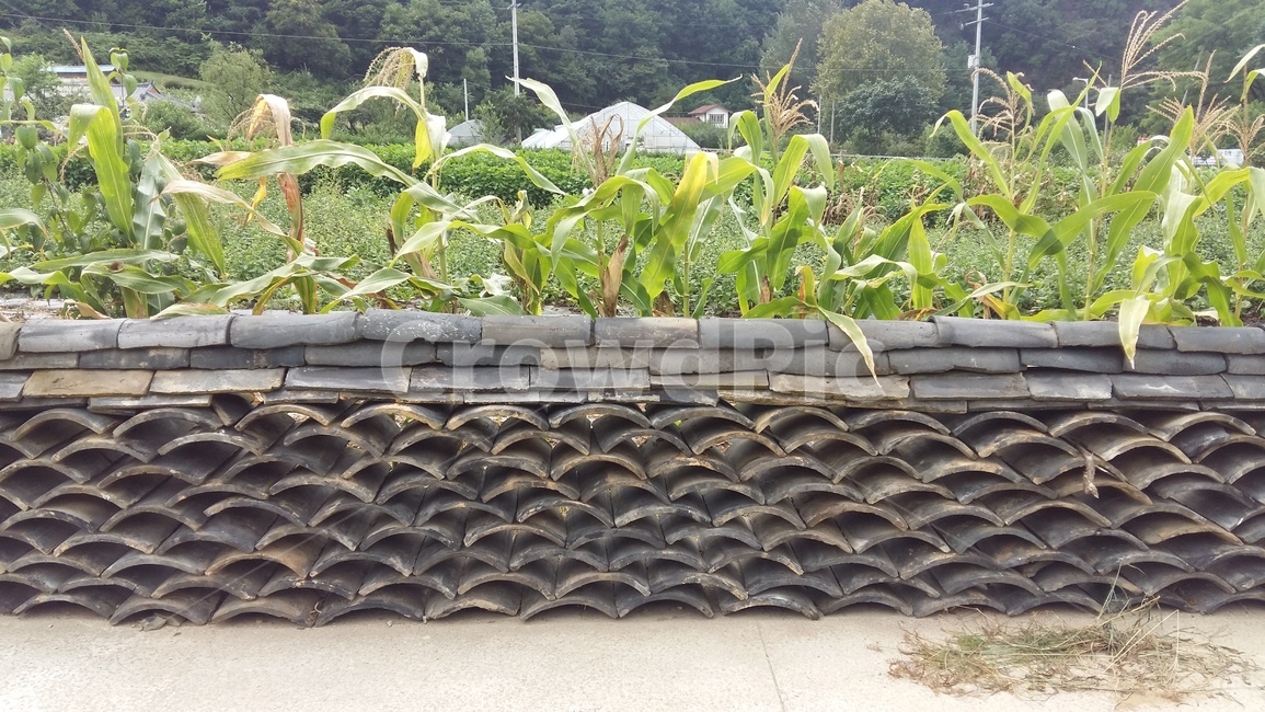 기와,roofingtile,옥수수,담,담장,담벼락,시골