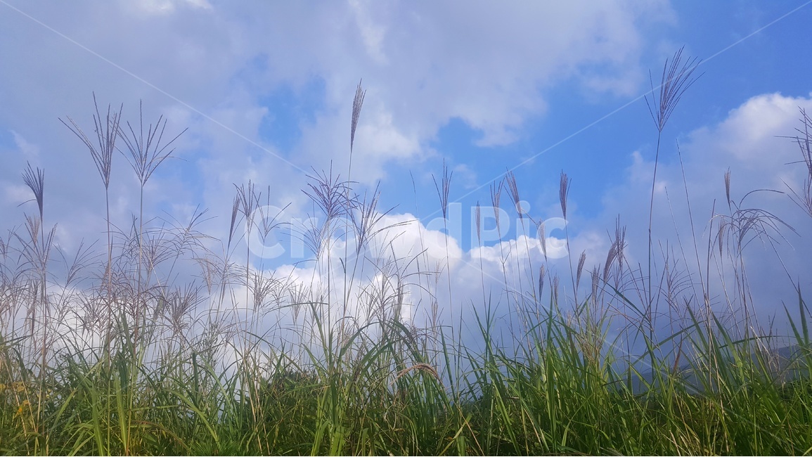 풍경,감성,제주,제주풍경,하늘,구름,자연,자연,풍경,nature,landscape,식물,plants,plant,grass,잔디,lawn