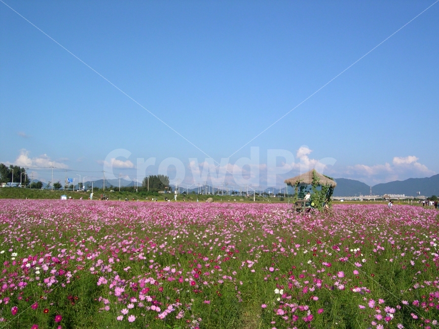 코스모스,가을,꽃밭,꽃,원두막,오두막,코스모스밭,풍경,landscape,자연,풍경,nature,landscape,가을,계절,fall,autumn,season,outdoors,옥외,field,들,grassland,목초지,rural,농촌,farm,농장