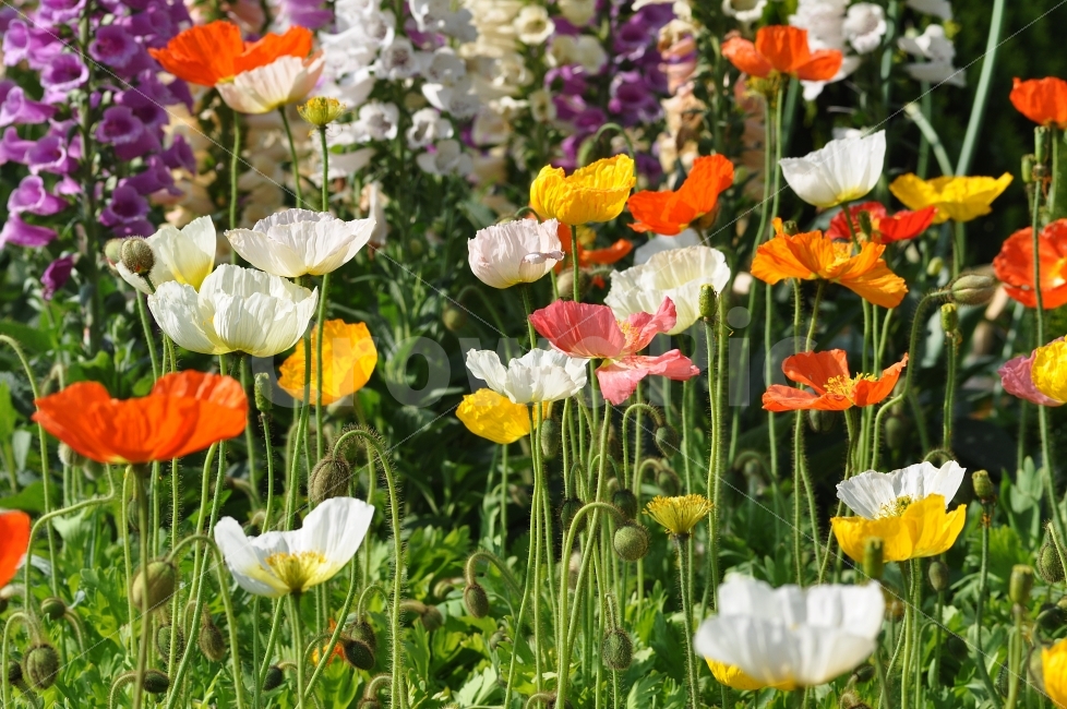 양귀비,꽃,flower,꽃밭,꽃사진,식물,자연,plants,nature,꽃,flower