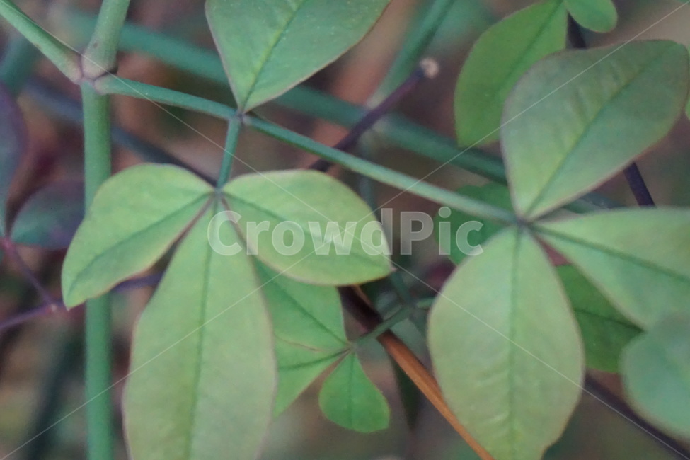 나뭇잎,풀잎,새순,초록색,4월,녹색,나뭇가지,봄,식물,자연,plants,nature