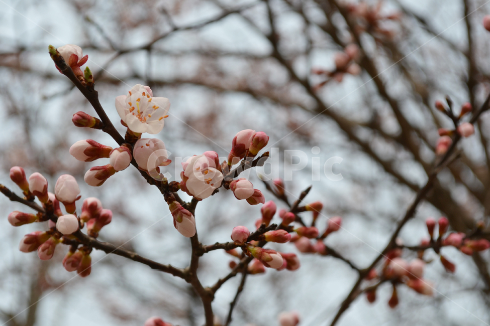 벚꽃,봄,꽃,벚나무,봄꽃,cherryblossom,spring,flower,식물,자연,plants,nature,꽃,flower