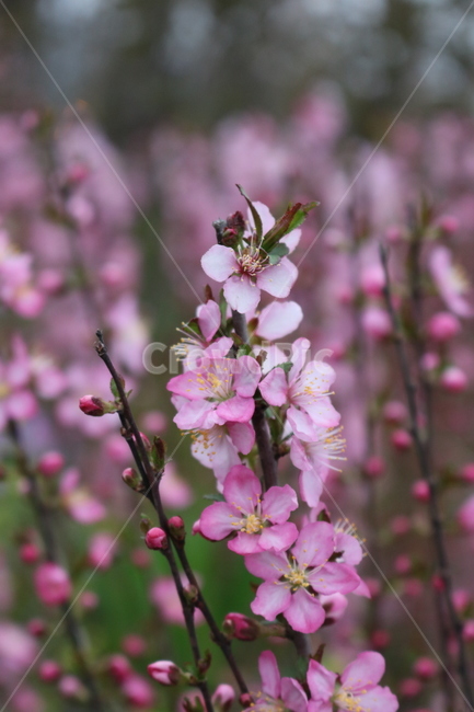 꽃,봄꽃,분홍꽃,개화,식물,plant,꽃망울,꽃밭,식물,자연,plants,nature,꽃,flower