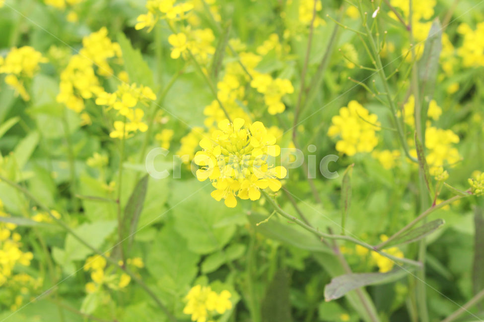 유채꽃,봄,자연,노란색,노랑,flower,green