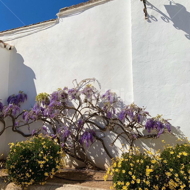 plant,식물,blossom,꽃,flower,wall