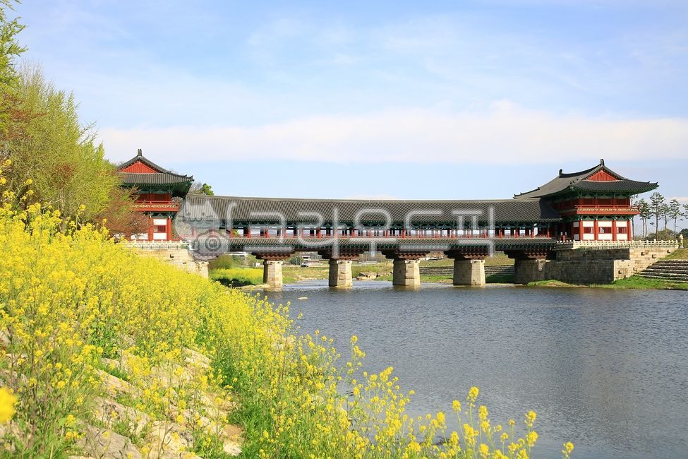 월정교,다리,한국전통,건축학,경주,고풍,개울,물,유채꽃,한국의미