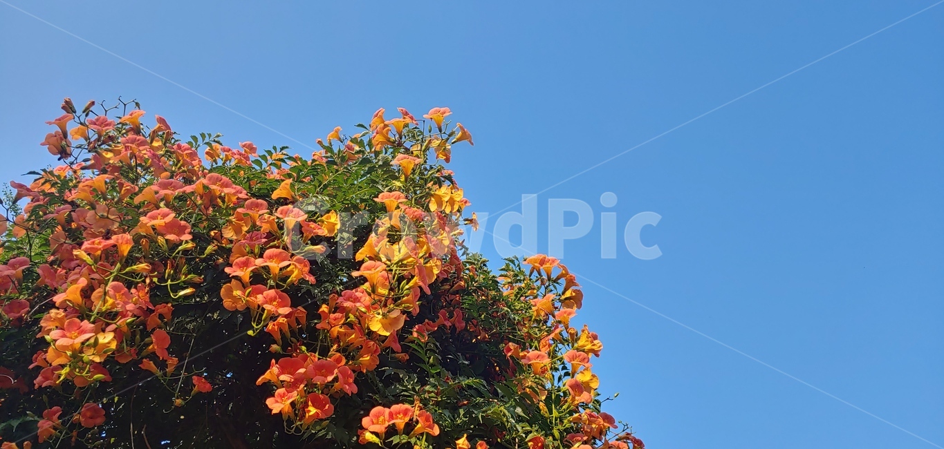 능소화,그리움,주황색,잎,식물,나무,tree,leaf,plant