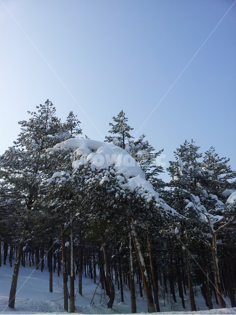 눈,설경,대설,전나무,나무,식물,겨울,계절,winter,season