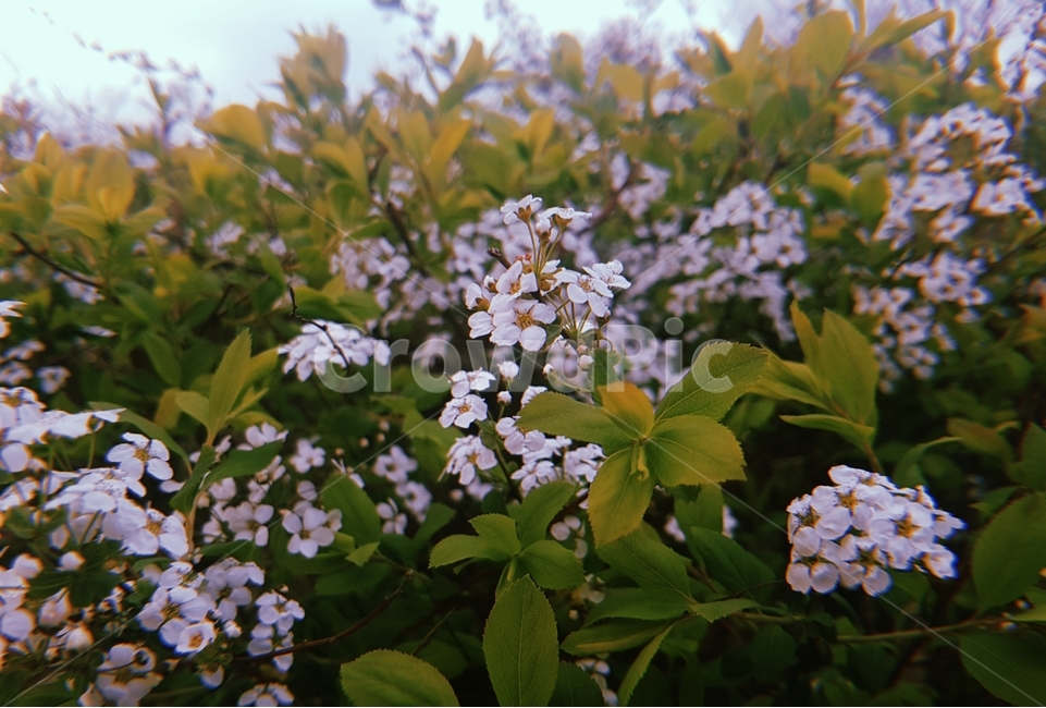 꽃,봄,나무,공원,식물
