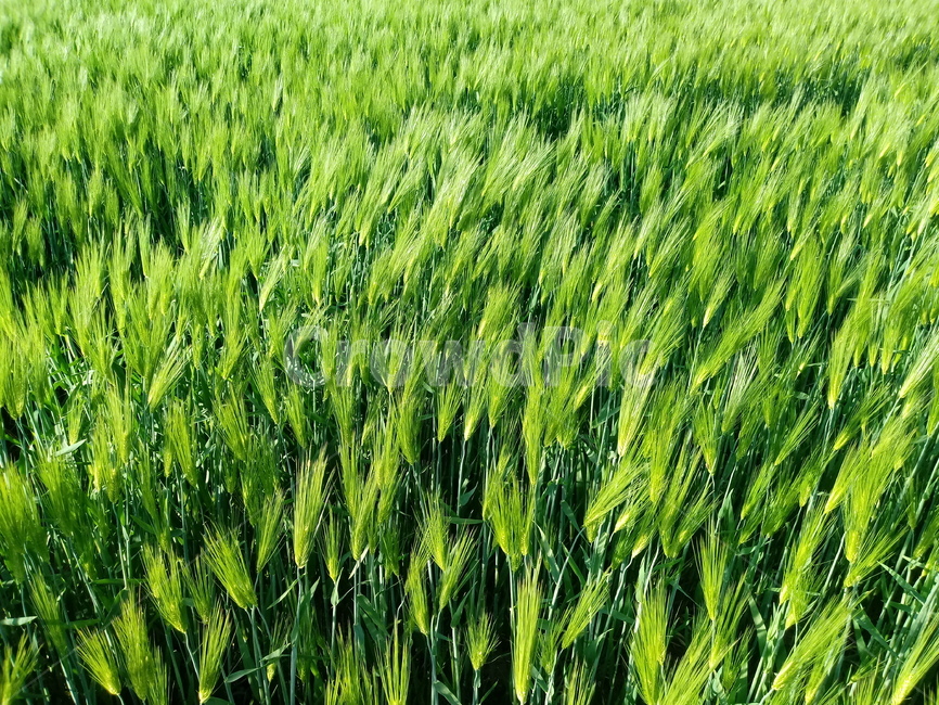 보리,청보리,식물,자연,초록