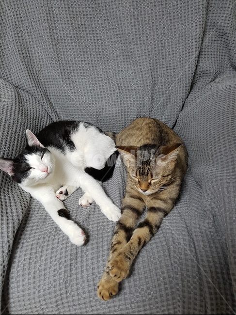 고양이,벵갈,코숏,잠,소파,동물,animal,포유류,mammal,고양이,cat,kitten,kitty