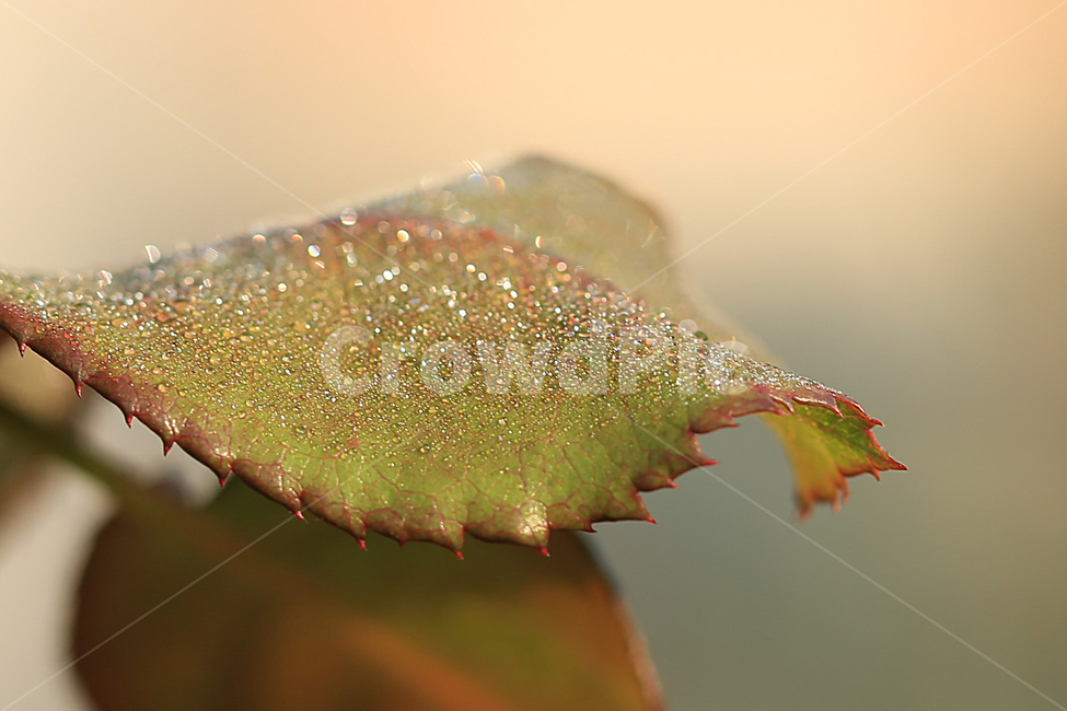 나뭇잎,이슬,반영,leaf,dew,reflection,식물,자연,plants,nature