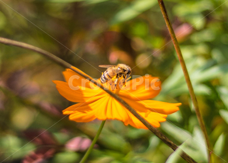 가을,fall,식물,plant,꽃,flower,벌,꿀벌,bee,식물,자연,plants,nature,꽃,flower,곤충,벌레,insect,bug