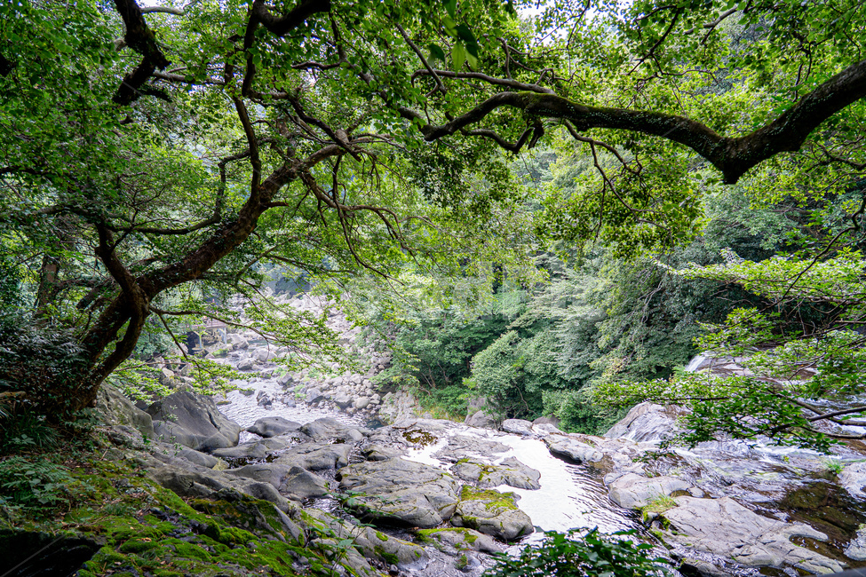제주도,제주,나무,산,푸르름,천제연폭포,자연