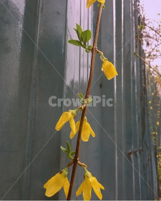 식물,꽃,자연,봄,개나리,감성,풍경,식물,자연,plants,nature,꽃,flower