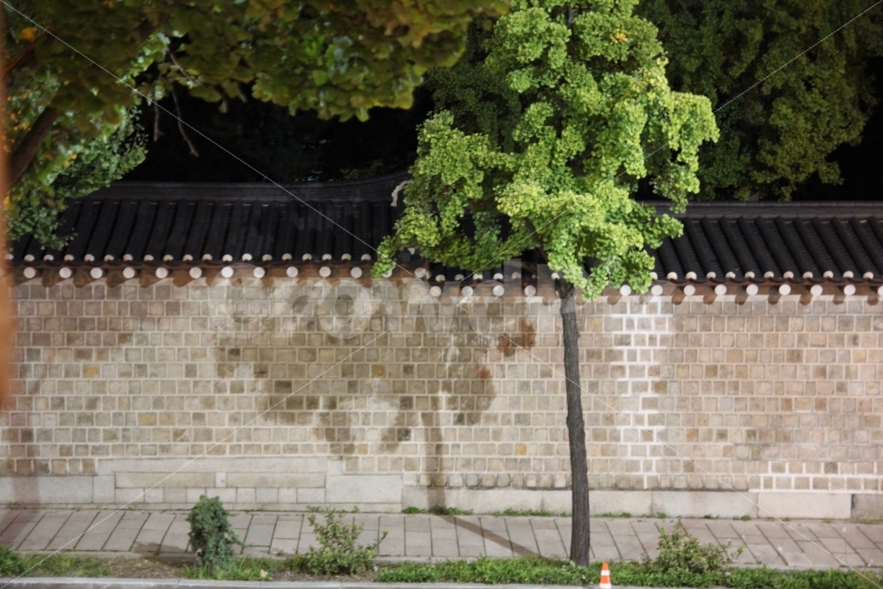 경복궁,경복궁돌담길,돌담길,나무,풍경,돌담,서울,시선,고궁,밤,밤풍경,식물,자연,plants,nature,한국전통,한국문화,korean traditional,korean culture