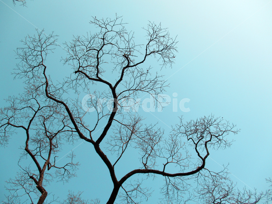 식물,겨울,나무,tree,가지