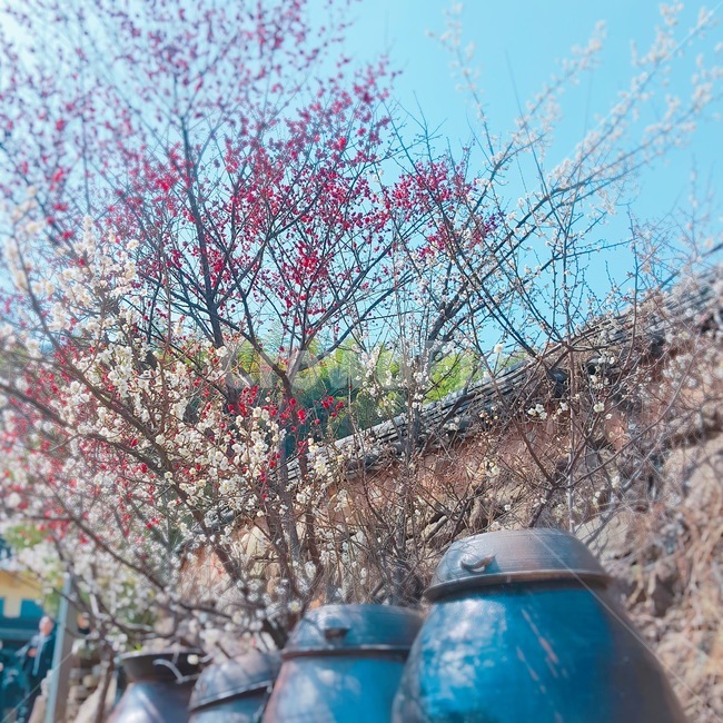 시골,장독대,꽃,나무,봄,초봄,매화,봄,계절,spring,season