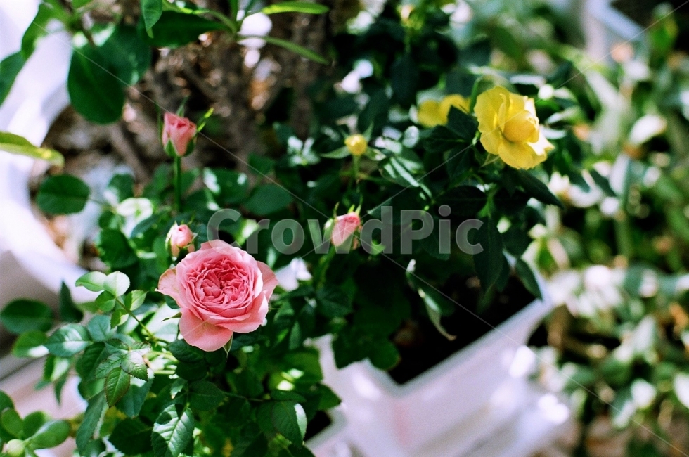 장미,햇빛,꽃,식물,정원,햇살,분홍색,노란색,초록색,필름사진,생생한,sunshine,flower,rose,봄,garden,자연,색감,식물,자연,plants,nature,꽃,flower,감성,sensible,feeling