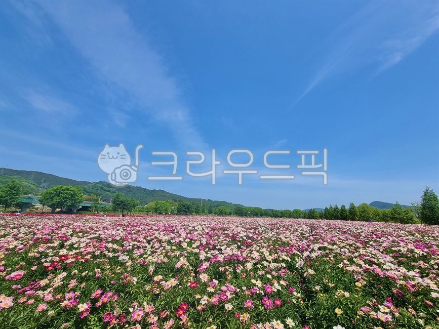 들풍경,들,들판풍경,들판,하늘,하늘풍경,구름,구름풍경,작약,작약군락,작약꽃밭,봄꽃,푸른하늘,나무,초목,정원꽃,조경꽃,공원꽃,작약풍경,홍작약,식물원,식물원꽃,봄,봄이미지,봄풍경,작약꽃,봄감성,배경화면,바탕화면