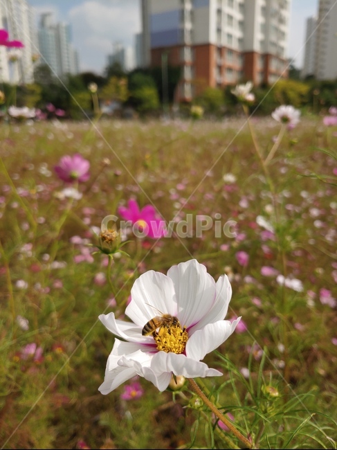 코스모스,가을,풍경,도심풍경,꽃,flower,fall,autumn,bee,꿀벌,벌,식물,가을,계절,fall,autumn,season,plant