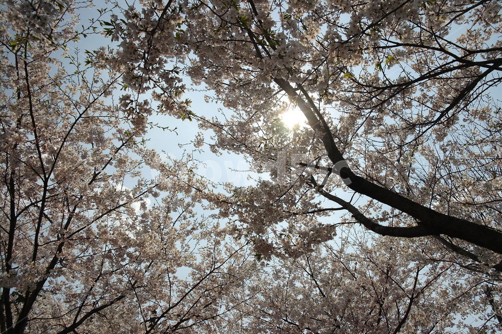 봄,자연,꽃,벚꽃,cherryblossoms