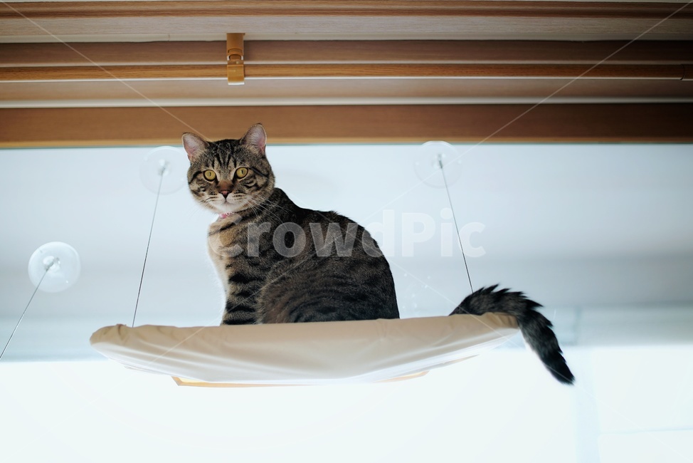 고양이,창가에고양이,쉬는고양이,앉은고양이,귀여운고양이,동물,animal,포유류,mammal,고양이,cat,kitten,kitty