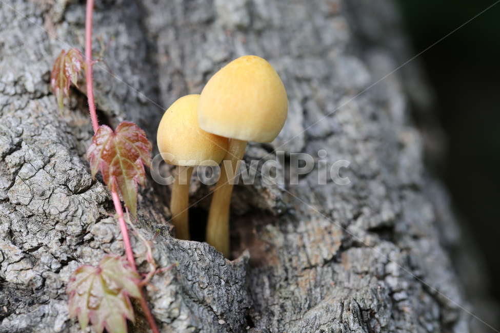 버섯,식물,산,송이버섯,균류,음식,노랑,고목,나무,표고버섯,mushroom,생태계,뿌리,nature,자연,버섯,mushroom