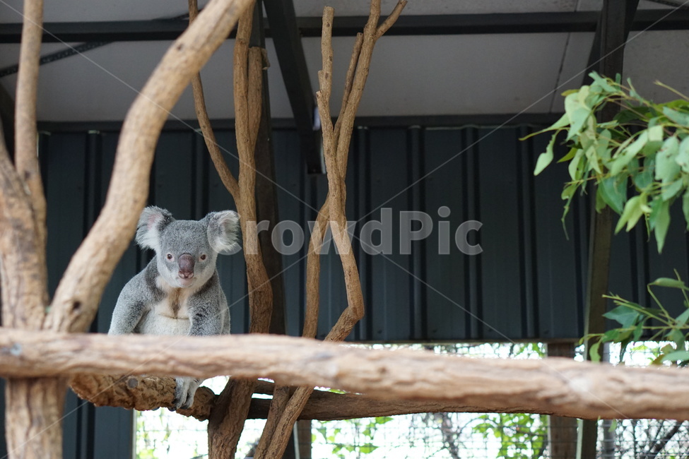 코알라,동물,포유류,koala,animal,mammal,동물,animal,포유류,mammal