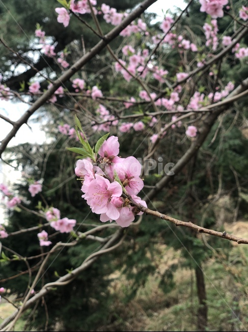 꽃,벚꽃,flower,봄꽃,cherryblosom,spring,하늘,봄하늘,sky