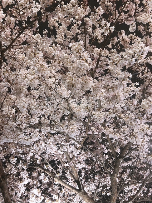 벚꽃,꽃,봄,봄날,벚꽃축제,봄꽃