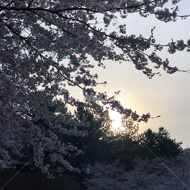 나무,꽃,햇빛,벚꽃,하늘,flower,sun,tree,sky