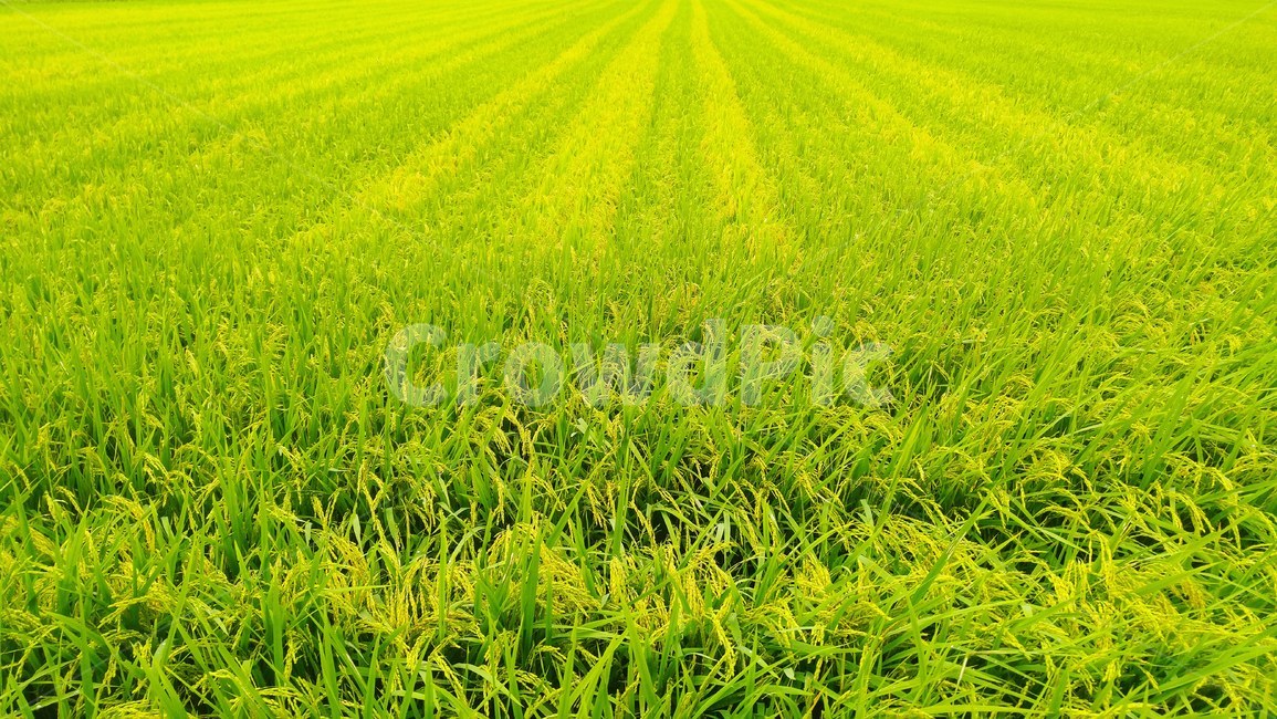 자연,식물,field,초록색,여름