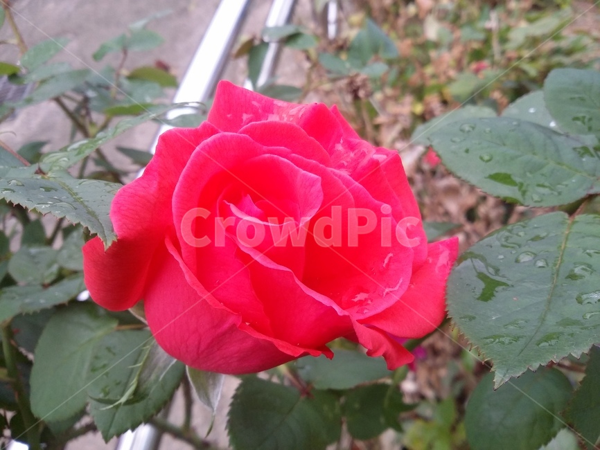꽃,flower,식물,plant,장미,rose,자연,식물,자연,plants,nature,꽃,flower