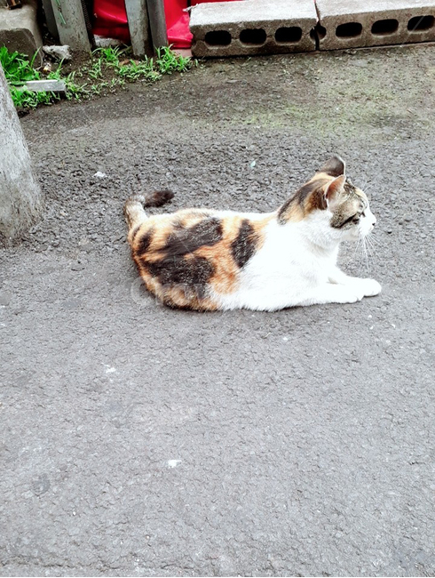 고양이,동물,제주,길냥이,고양이모습