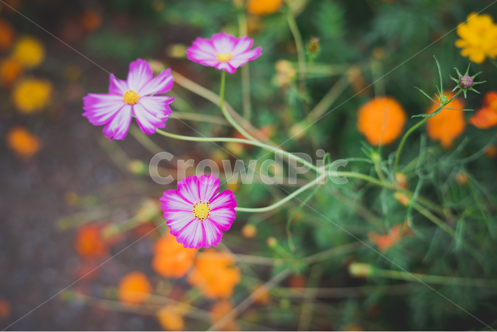 코스모스,가을,보라색꽃,가을꽃,9월꽃,가을,계절,fall,autumn,season,식물,자연,plants,nature,꽃,flower,geranium,제라늄,plant,blossom
