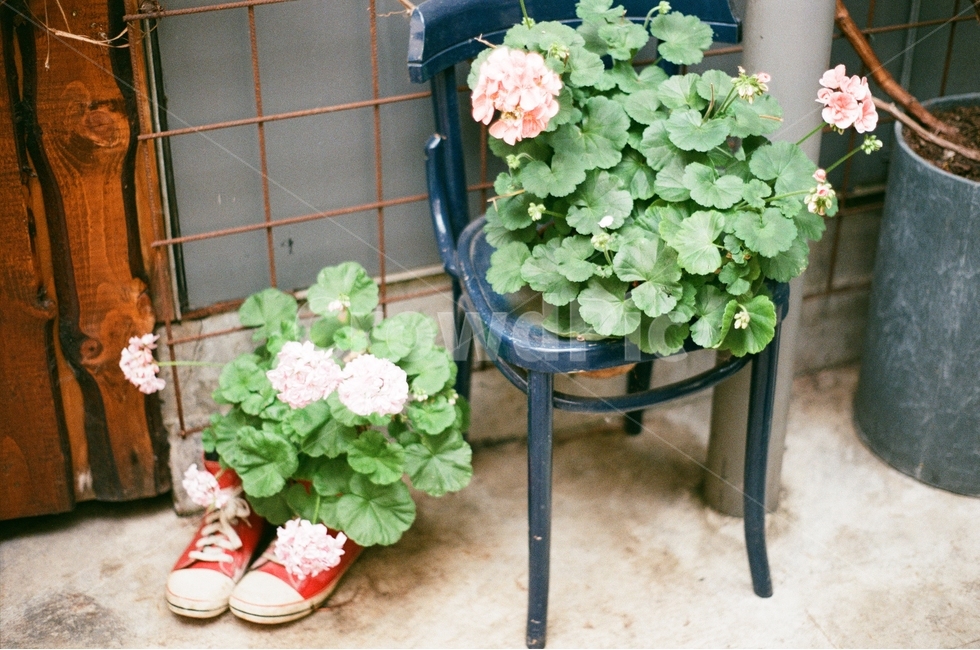 수국,신발,인테리어,의자,꽃,가드닝,flower,감성,분위기,필름,필름사진,필름카메라,식물,자연,plants,nature,꽃,flower,감성,sensible,feeling