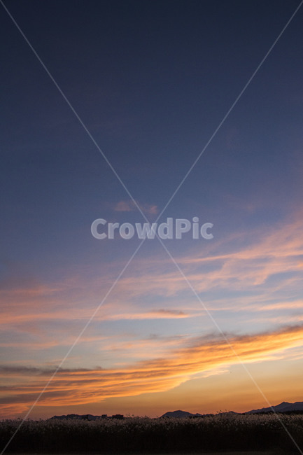 억새,억새밭,가을,갈대,자연,풍경,식물,하늘,노을,일몰,자연,풍경,nature,landscape,outdoors,옥외,sky