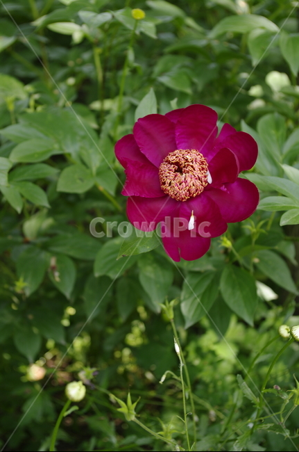 꽃,flower,식물,plant,계절,봄,spring,color,식물,자연,plants,nature,꽃,flower
